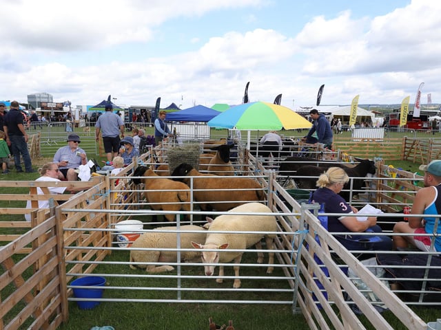 At the sheep pen
