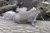A squirrel at Peasholm Park.