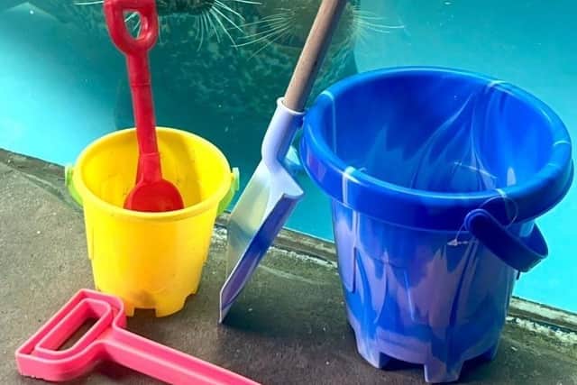 seals and buckets and spades