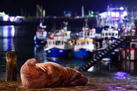 Picture by Will Palmer - 31/12/2022 - What's All the Fuss About? - Thor, an Atlantic Walrus, is seen resting on a harbour slipway in Scarborough