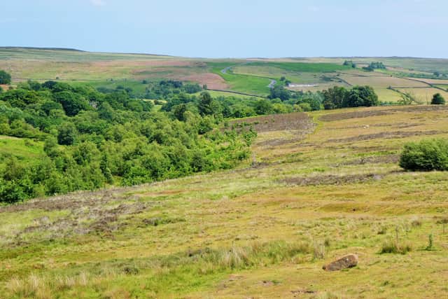Whiteley Beck, from Thunderbush Moor.