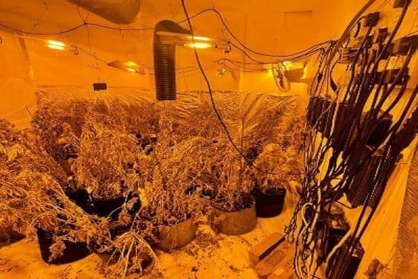 Cannabis farm set-up dismantled by police in Scarborough