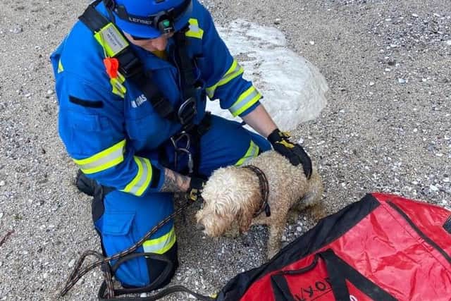 Bridlington Coastguard Rescue Team have saved a dog after it fell from a cliff.