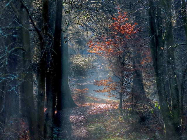 Dalby Forest, by Rose Habberley.