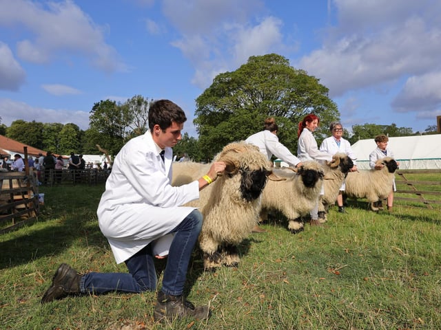 Judging the sheep.