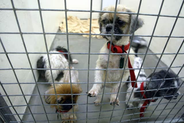 The animal welfare charity has launched its Summer Cruelty Campaign. Photo PA/Owen Humphreys