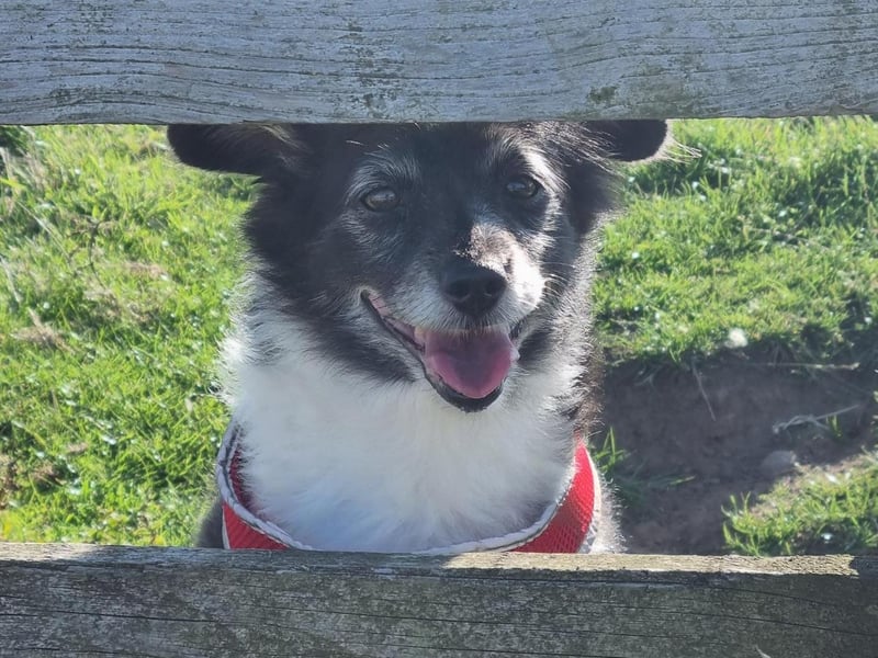 "But dad, my legs are not long enough" - Luke Taylor took this photo of his dog Daisy at Port Mulgrave.