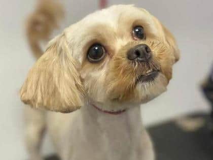 One of the many animals rescued by the RSPCA currently looking for a home in East Yorkshire is Snowflake.