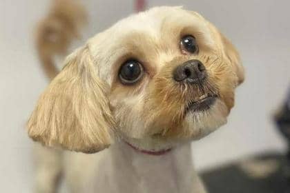 One of the many animals rescued by the RSPCA currently looking for a home in East Yorkshire is Snowflake.