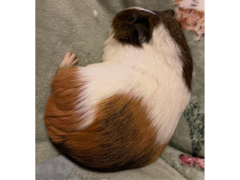 This little guinea pig is called Skye and was rescued from Cavy Corner Guinea Pig Sanctuary. According to her Scarborough based owner, Skye loves cuddles and human company.