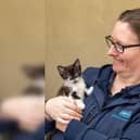 A staggering 7,768 animals were rehomed by RSPCA teams in this area. Photo: RSPCA