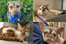 We take a look at 16 dogs and cats available for adoption and looking for their forever home at the RSPCA York, Harrogate and District branch