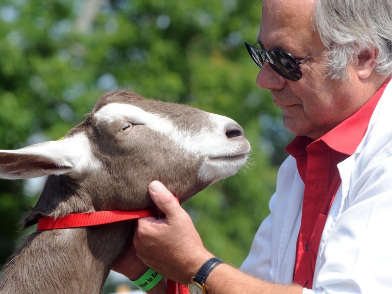 Thornton Le Dale Show. in 2011; Paul Phillips of Long Marston with Moon Honey, his British Toggenburg goat.
