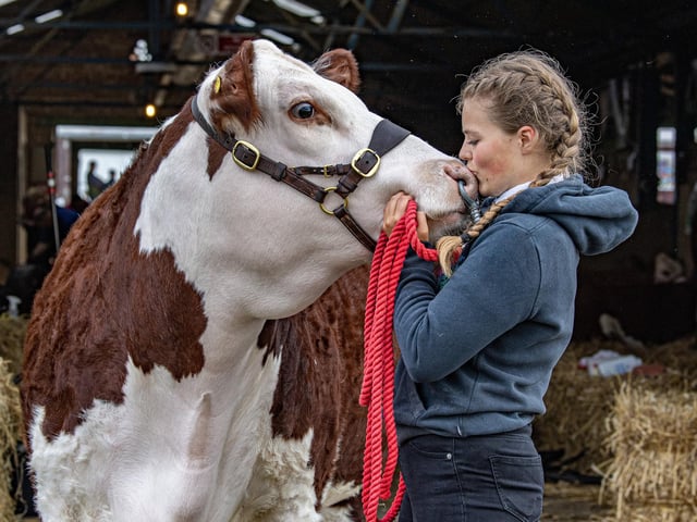 Katherine Shaw preparing her Hereford cow ready for the first day of competition at the show