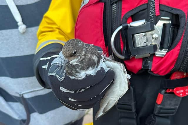 The injured bird is safely retrieved by Whitby RNLI.