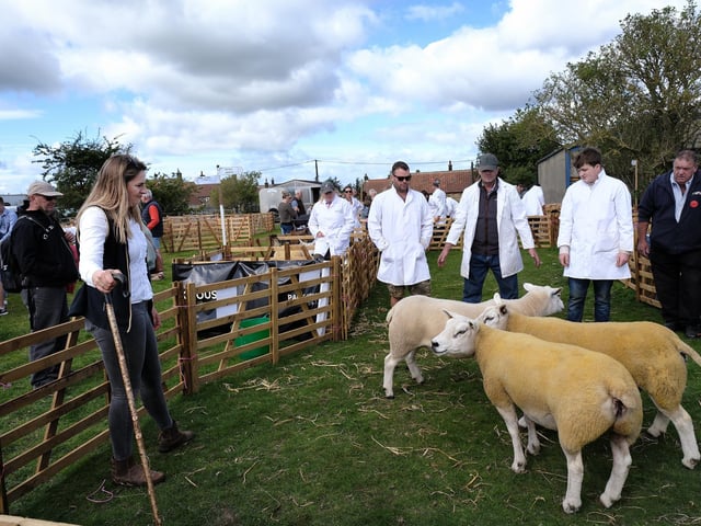 Judging the sheep.