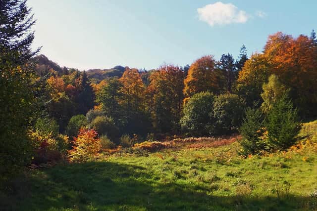 Autumnal colours at Mulgrave Woods.