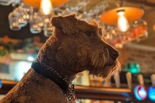 A gorgeous doggie looking very distinguished!