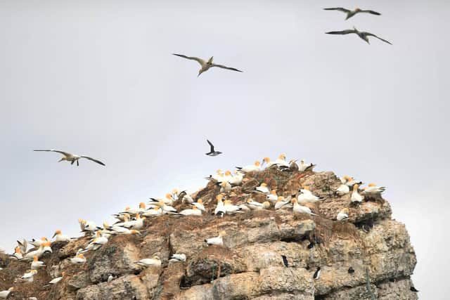 The trips include a visit to the cliffs, where gannets can be seen with their fluffy chicks on their nests.