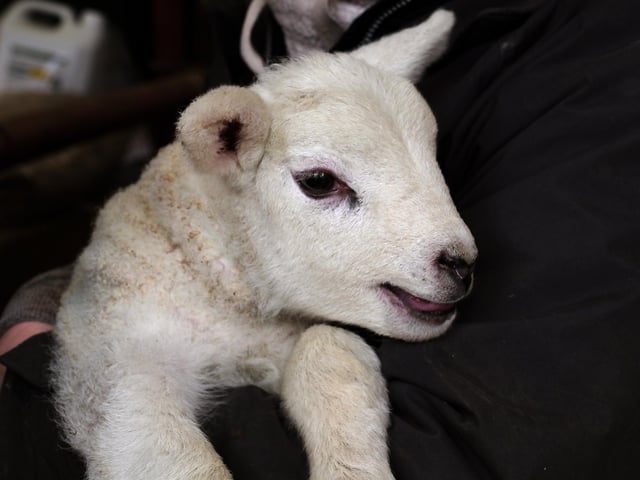 Farmer Percy Warters with one of the lambs.