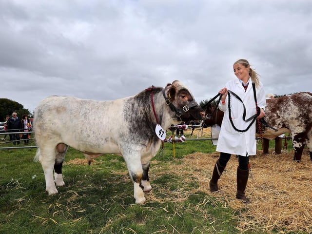 Rose Thompson ready for the showground with her Bull.