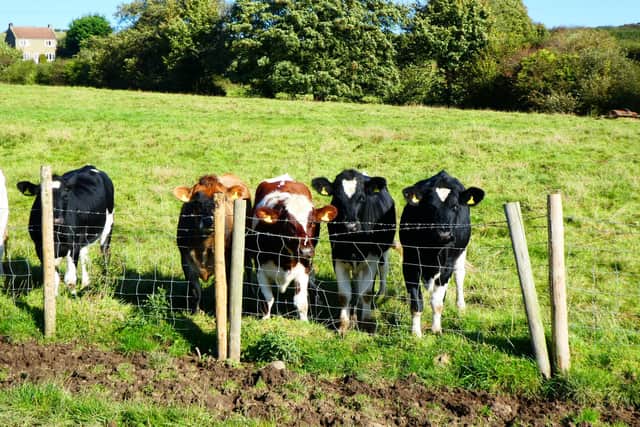 Curious cows!