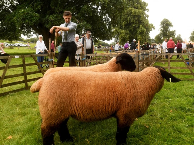 Sheep judging at the show