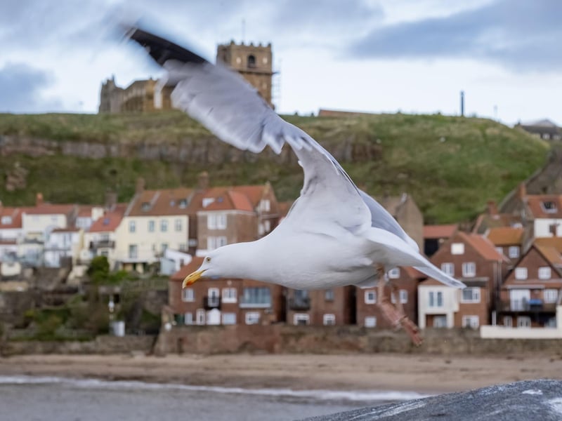 Seagull soaring across Whitby seafront. photo: Marisa Cashill