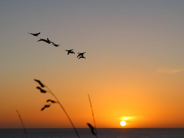Skein of geese amid a golden sunrise.
