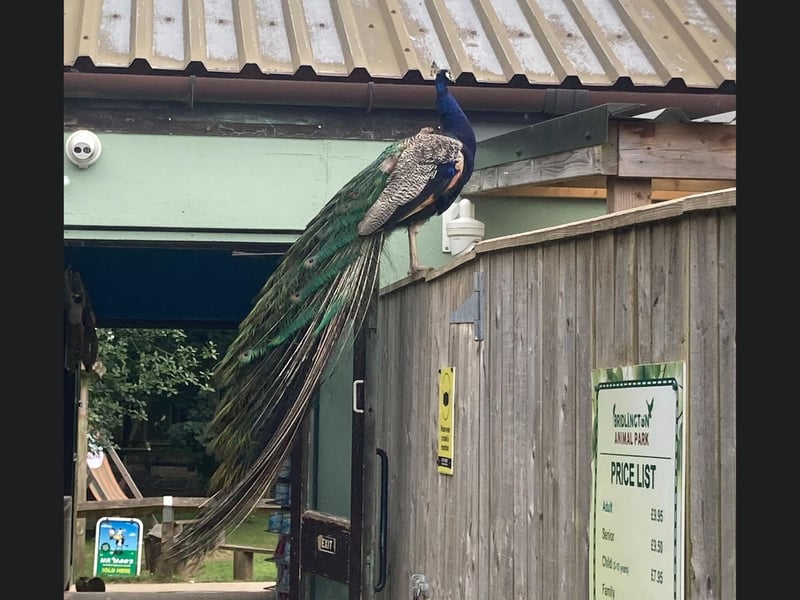 A peacock welcome party!
