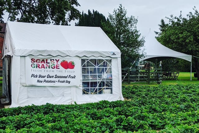 Scalby Grange, Gilberdyke, East Yorkshire
This is a family run pick your own farm. As well as strawberries and gooseberries, raspberries are starting to ripen and blackcurrants are available to pick.