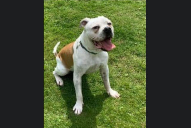 Casper is a two year old Bulldog, who is lovely but also nervous. He needs to be rehomed with experienced owners, who live in a quiet home away from traffic. Casper has some issues with his gait and has had tests done, he does not require treatment at this stage but may require some as he gets older. Call Bob on 01947 810787 to enquire.