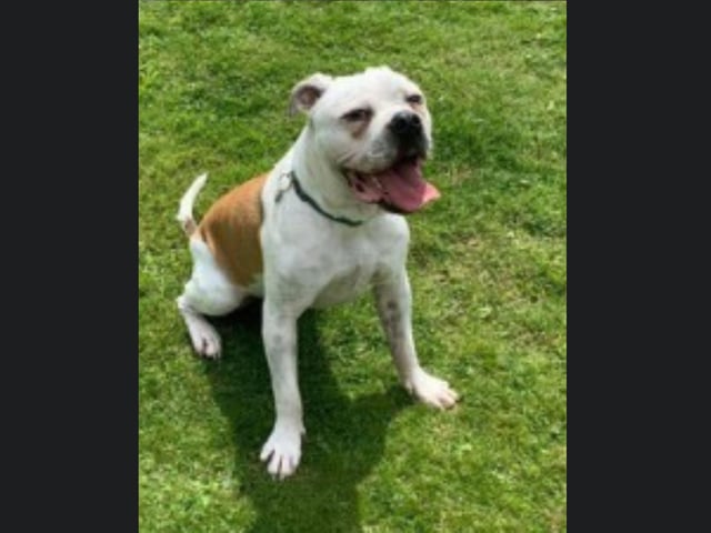 Casper is a two year old Bulldog, who is lovely but also nervous. He needs to be rehomed with experienced owners, who live in a quiet home away from traffic. Casper has some issues with his gait and has had tests done, he does not require treatment at this stage but may require some as he gets older. Call Bob on 01947 810787 to enquire.
