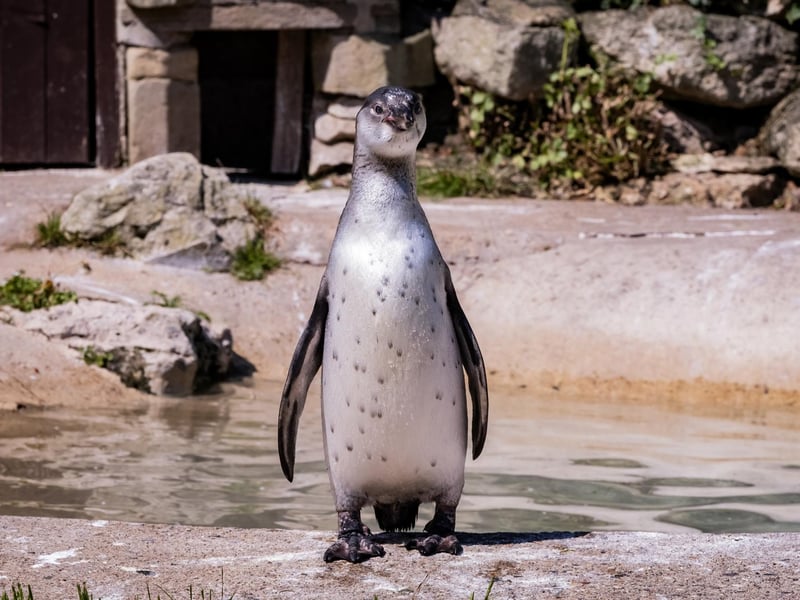 This is Crackle, the newest addition to the penguin family at Sewerby.
