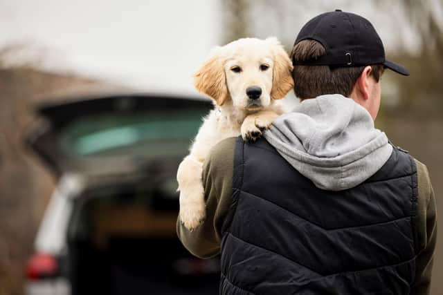 Nobody has been prosecuted for dog thefts in North Yorkshire in the last year, police figures show. (Photo: Daisy Daisy)