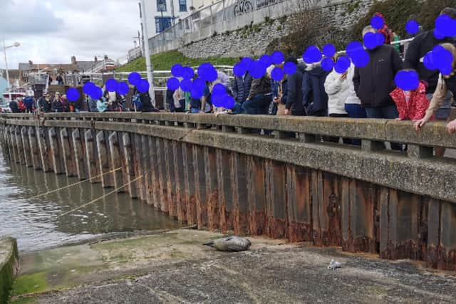One of the Bridlington seals is crowded by the public