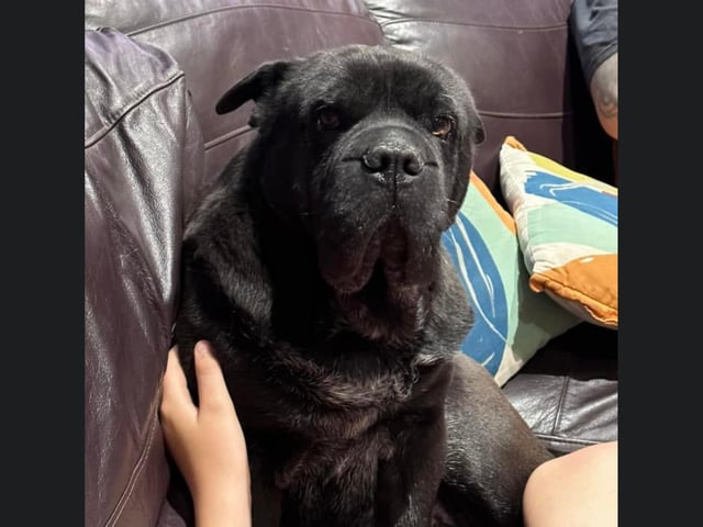 This beautiful black dog is called Mabel.
