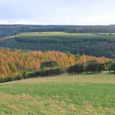 Dalby Forest will not be hosting Forest Live in 2023.