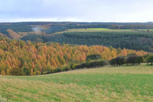 Dalby Forest will not be hosting Forest Live in 2023.