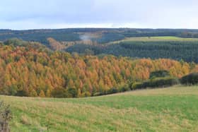 Dalby Forest will not be hosting Forest Live in 2023.