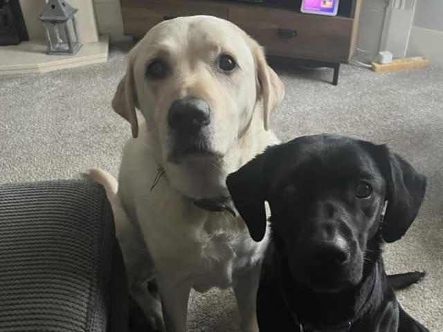 Cooper and Cleo looking lovely.