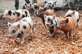 Pigs make amazing pets - Animal News Agency