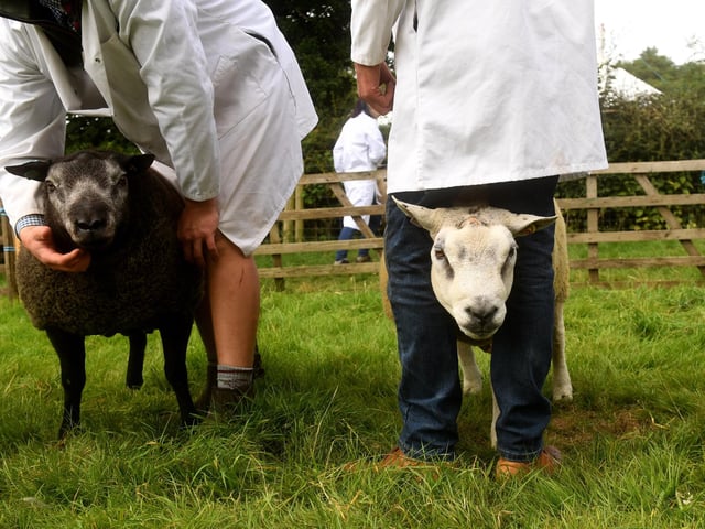 The sheep get a final inspection
