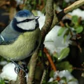 Visit the Bridlington nature reserve this half term to make a special bird box for feathered friends visiting your garden.