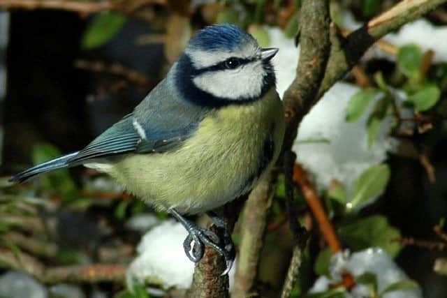Visit the Bridlington nature reserve this half term to make a special bird box for feathered friends visiting your garden.