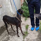 Yorkshire greyhound trainer with 17 years experience jailed and banned from keeping animals as inspectors find dead dogs at farm