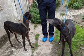 Yorkshire greyhound trainer with 17 years experience jailed and banned from keeping animals as inspectors find dead dogs at farm