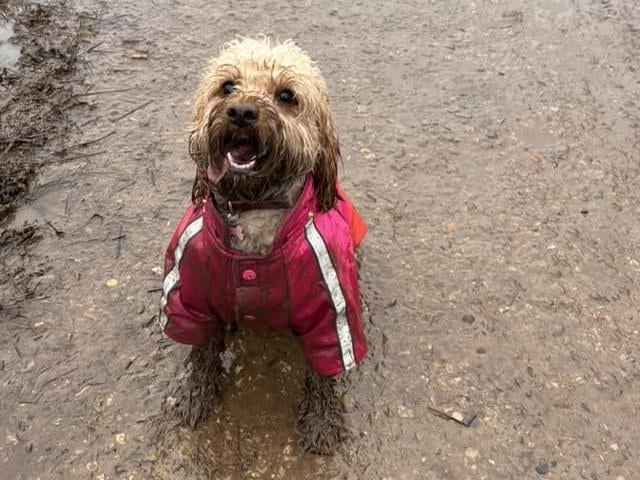 A very muddy Fifi enjoying a walk!