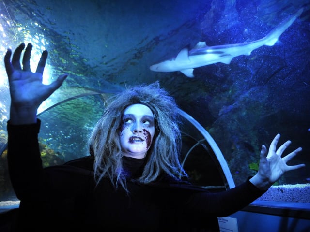 York Dungeon witch Kayleigh Graves, pictured with the sharks, will be taking over the Scarborough SEA LIFE and Marine Sanctuary. 094347c photo: Andrew Higgins