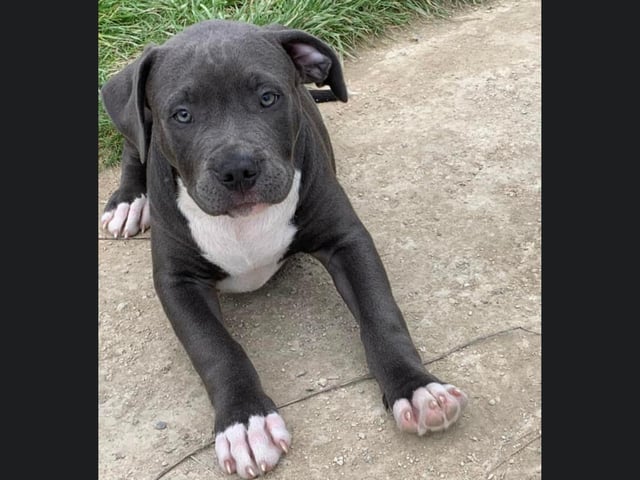 This little puppy was out stretching his paws.